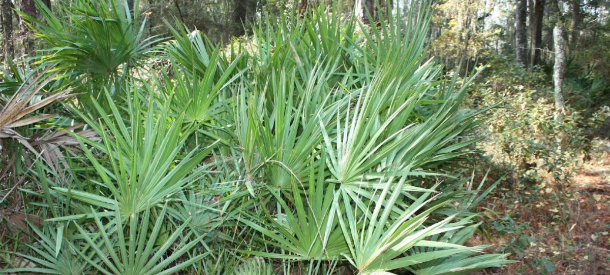 Serenoa Repens